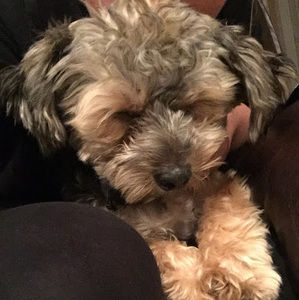 Meet your Posher, Brianna